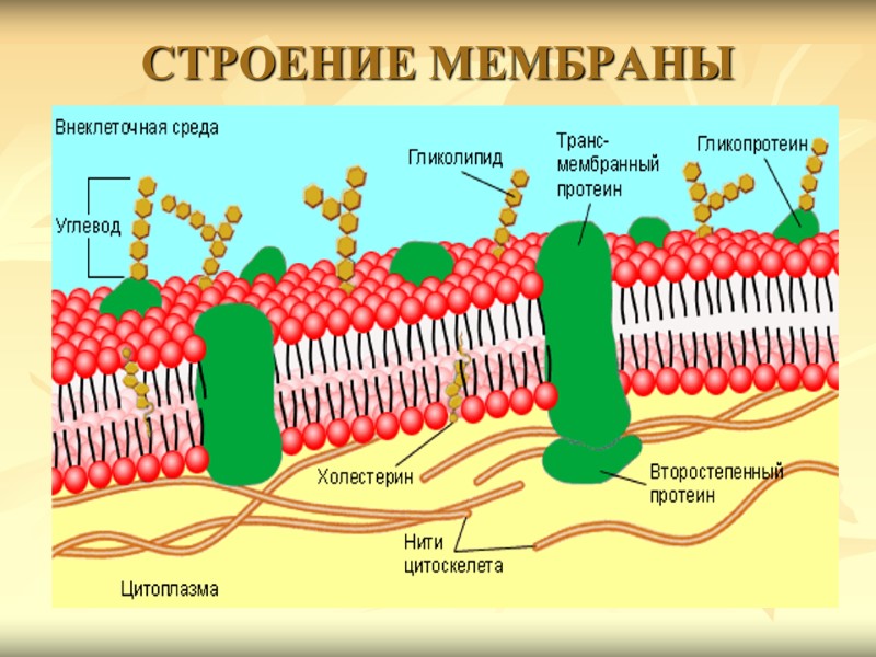 СТРОЕНИЕ МЕМБРАНЫ